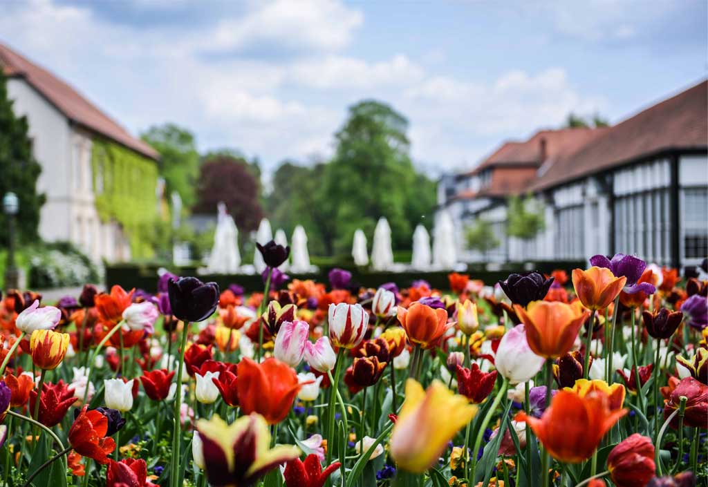 Flowers in Gräflichen Park